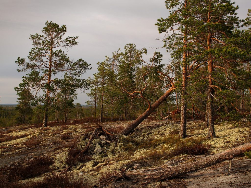 Kuva Akkovaarasta Koutaniemellä. Pilvinen sää vaaran huipulla.