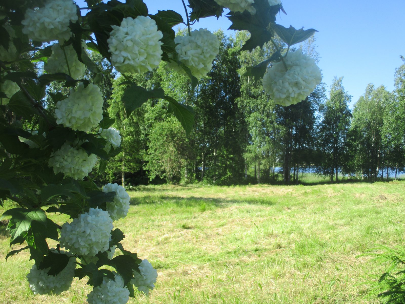 Kesäinen peltomaisema