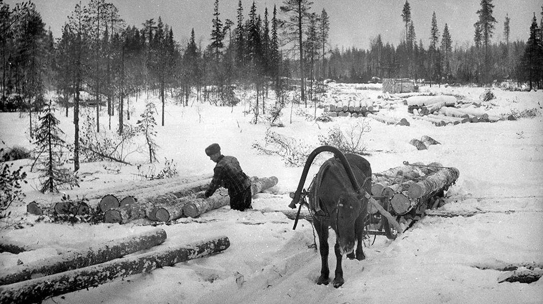 Mies purkaa tukkikuormaa hevosen vetämästä reestä.