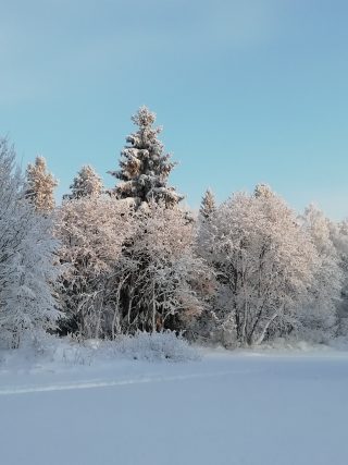 Aurinko nousee metsään