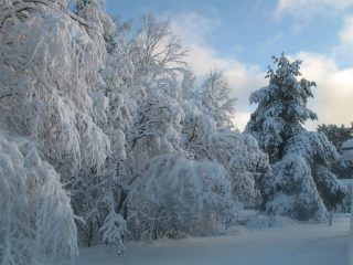 Pihan ympäröi kuurainen metsä