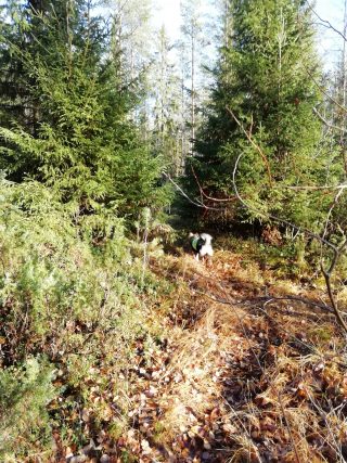 Metsästyslupa on ennen kaikkea pääsylippu elämyksiin