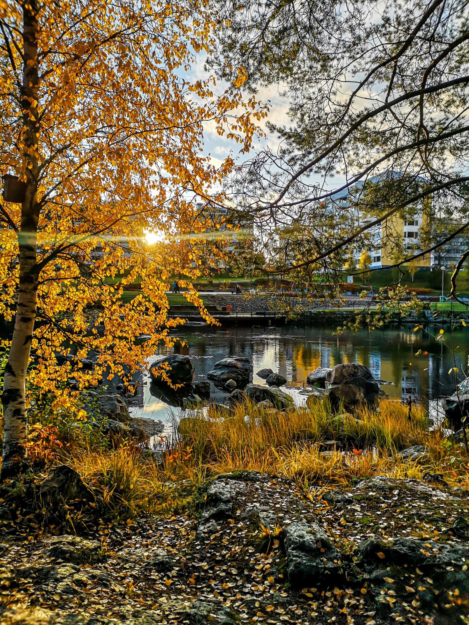 Syksyinen luontomaisema auringon kajossa.