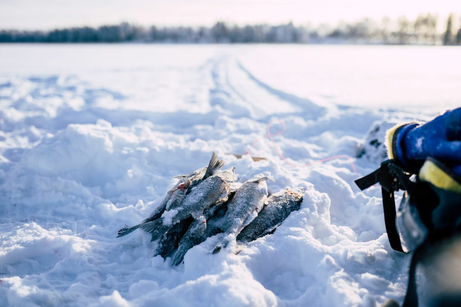 Jäiset kalan järven jään päällä