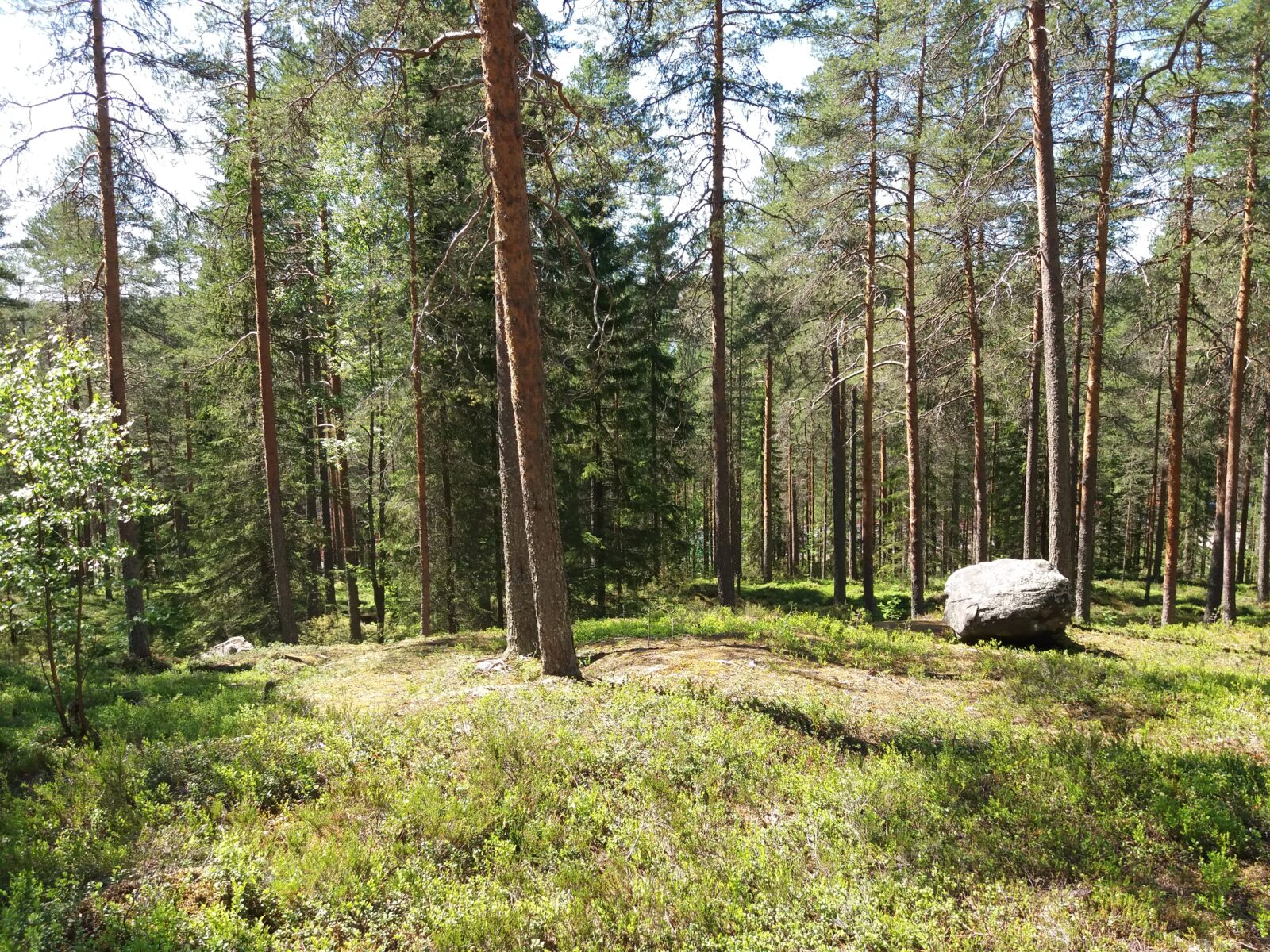 Sairaalanrinteen Terveysmetsä valokuvaaja Maija Lipponen Luke